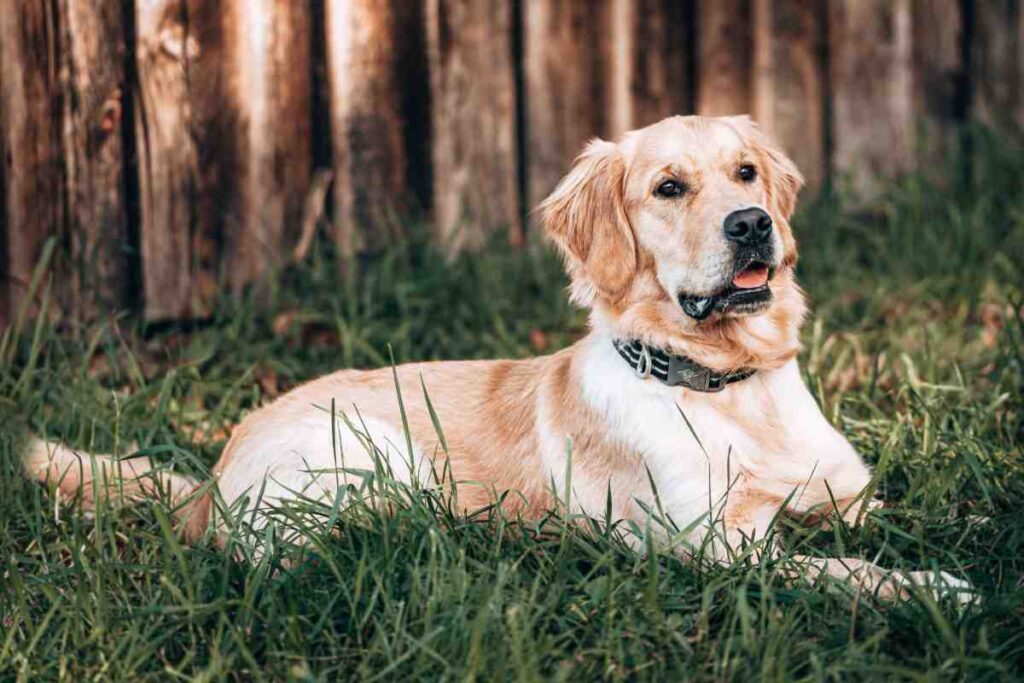 Golden retriever resting on grass beside a wooden fence, a common invisible fence cost vs physical fence choice
