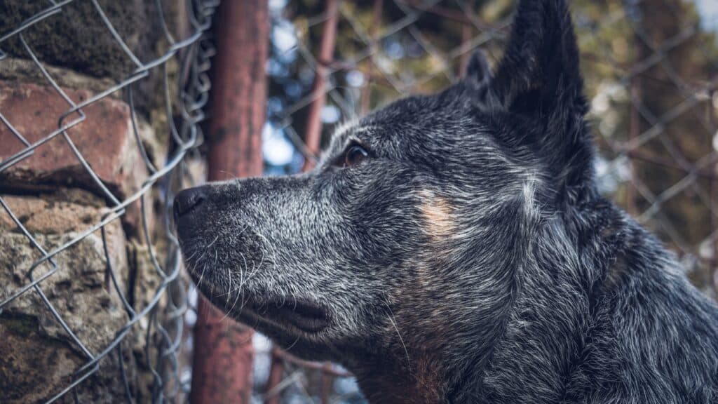 Dog Fence Wire Repair — close-up of a grey dog looking through a chain link fence near a stone wall
