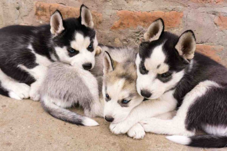 Three Husky puppies cuddling together against brick wall – Best Dog Fence for Huskies