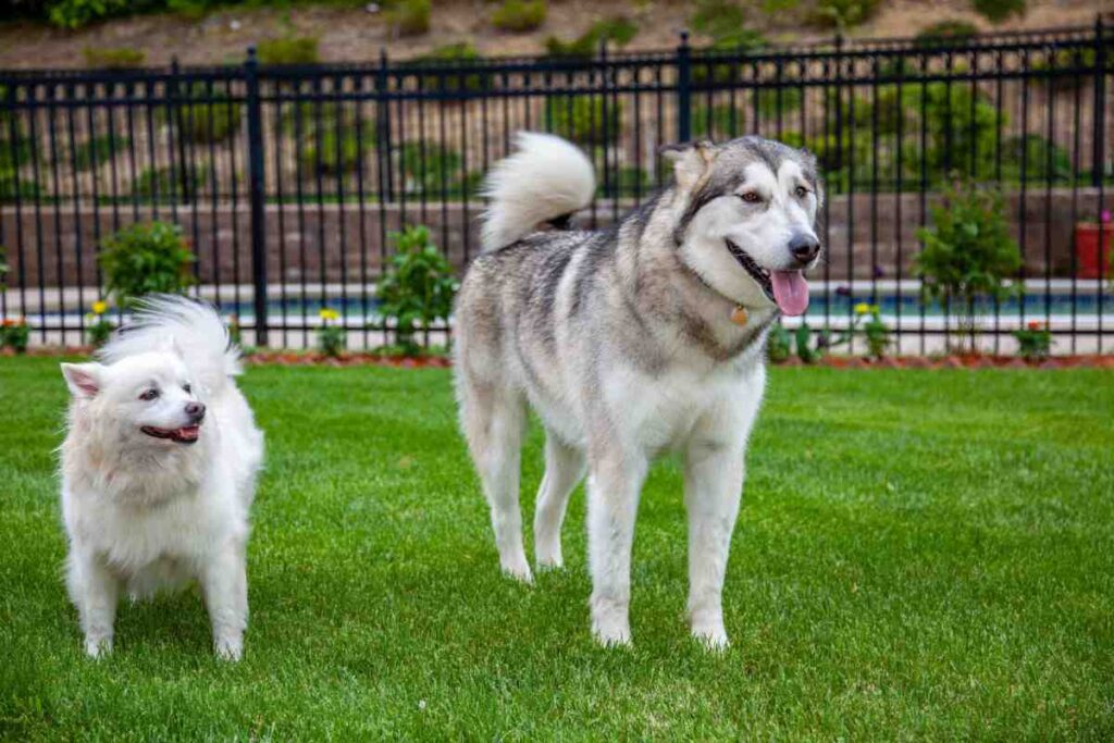 Malamute and small white dog playing in a fenced yard, comparing wireless vs in-ground dog fence needs