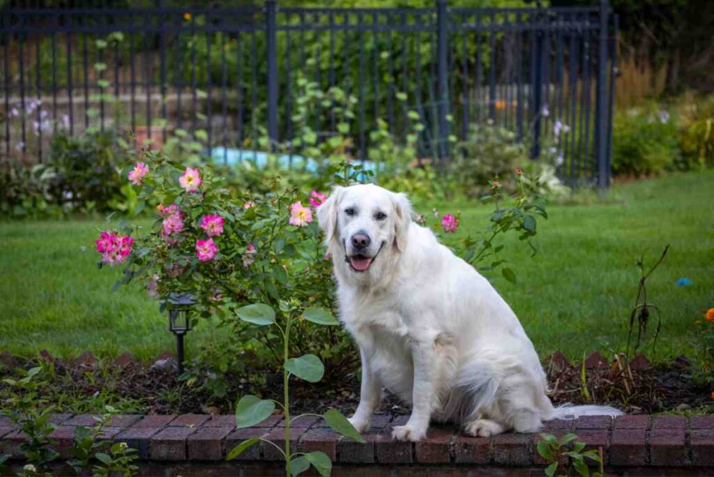 Golden Retriever sitting in backyard garden near metal fence – Invisible Fence Financing