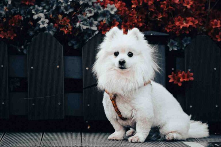Fluffy white Pomeranian sitting near a wooden fence – Best Dog Fence for Small Breeds