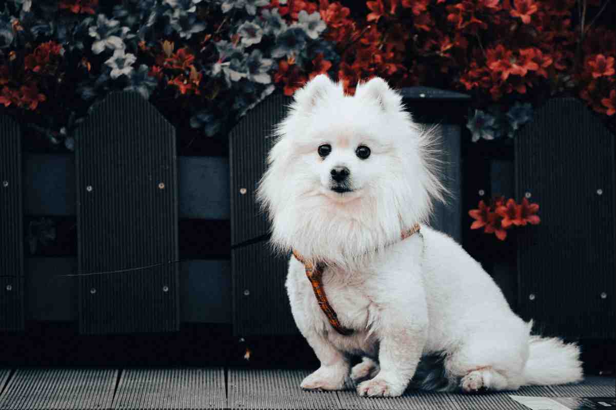 Fluffy white Pomeranian sitting near a wooden fence – Best Dog Fence for Small Breeds