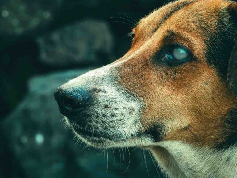 Close-up of a blind dog with a cloudy eye, a reminder of why the best dog fence for deaf blind dogs matters