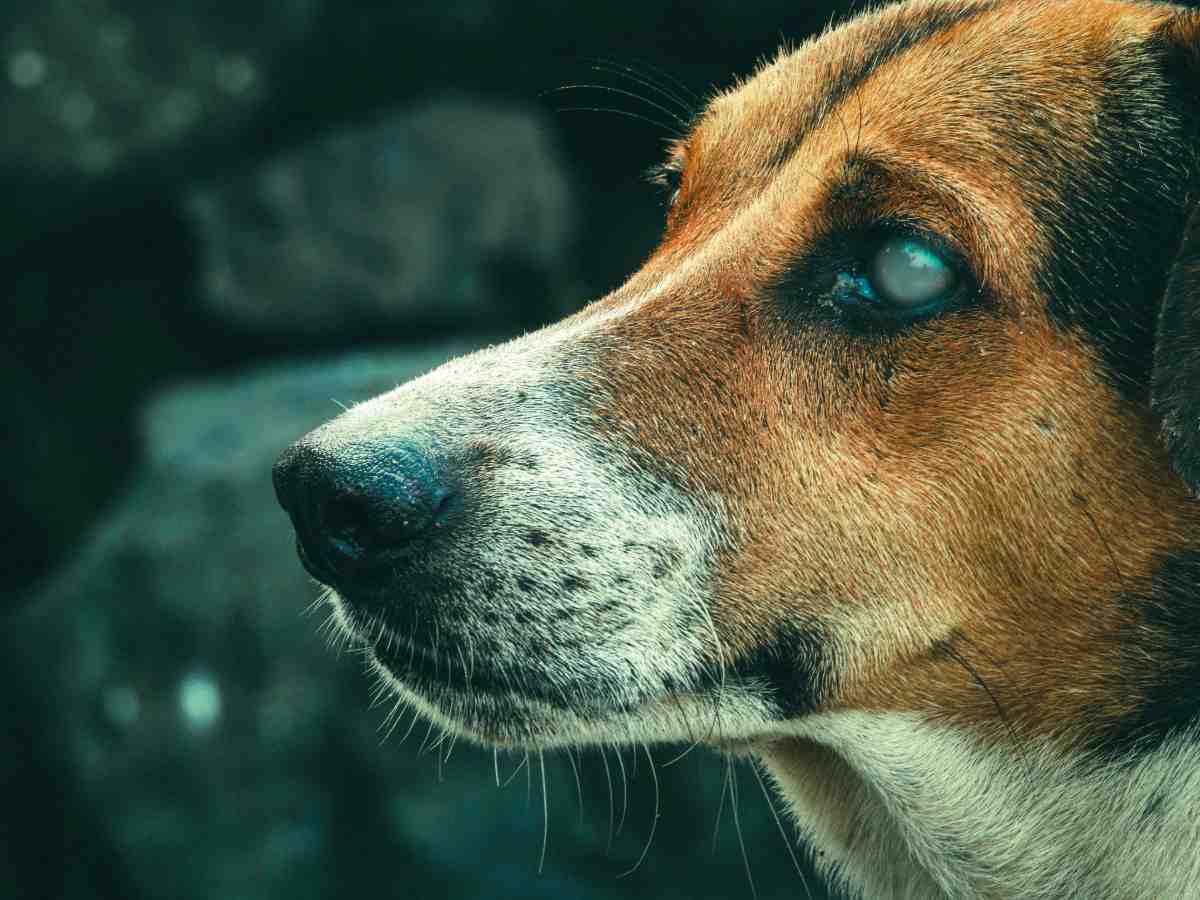 Close-up of a blind dog with a cloudy eye, a reminder of why the best dog fence for deaf blind dogs matters