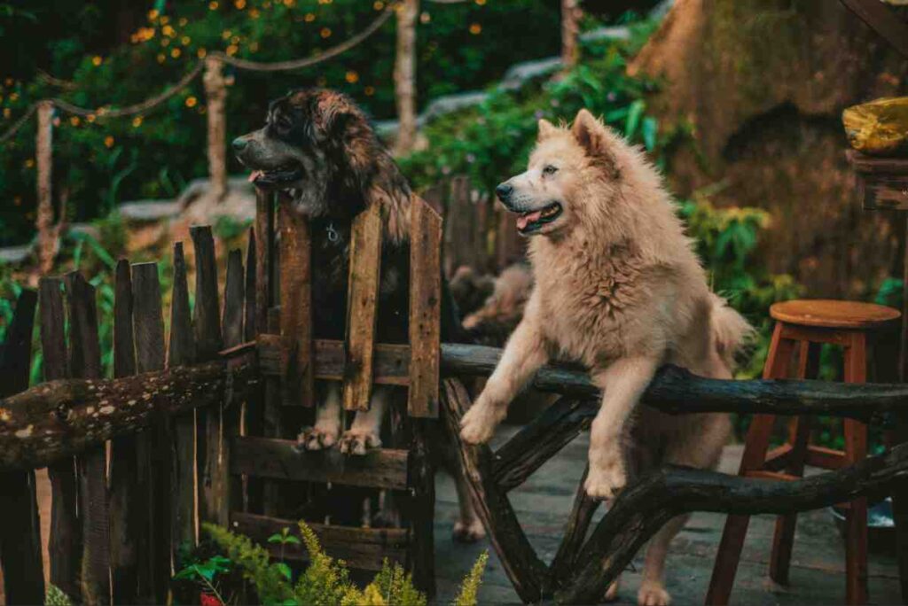 Two large dogs standing on a wooden picket fence, showing why the best fence for aggressive dogs needs enough height