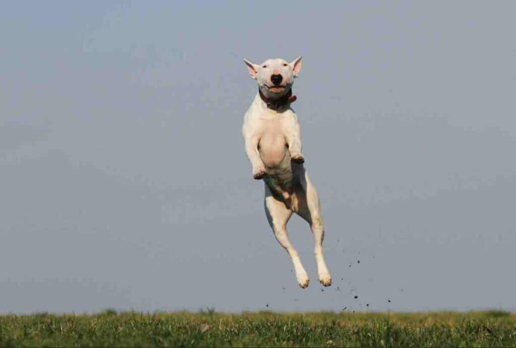 White Bull Terrier leaping straight up off the grass, the same vertical power that helps a determined dog jump a 6 foot fence