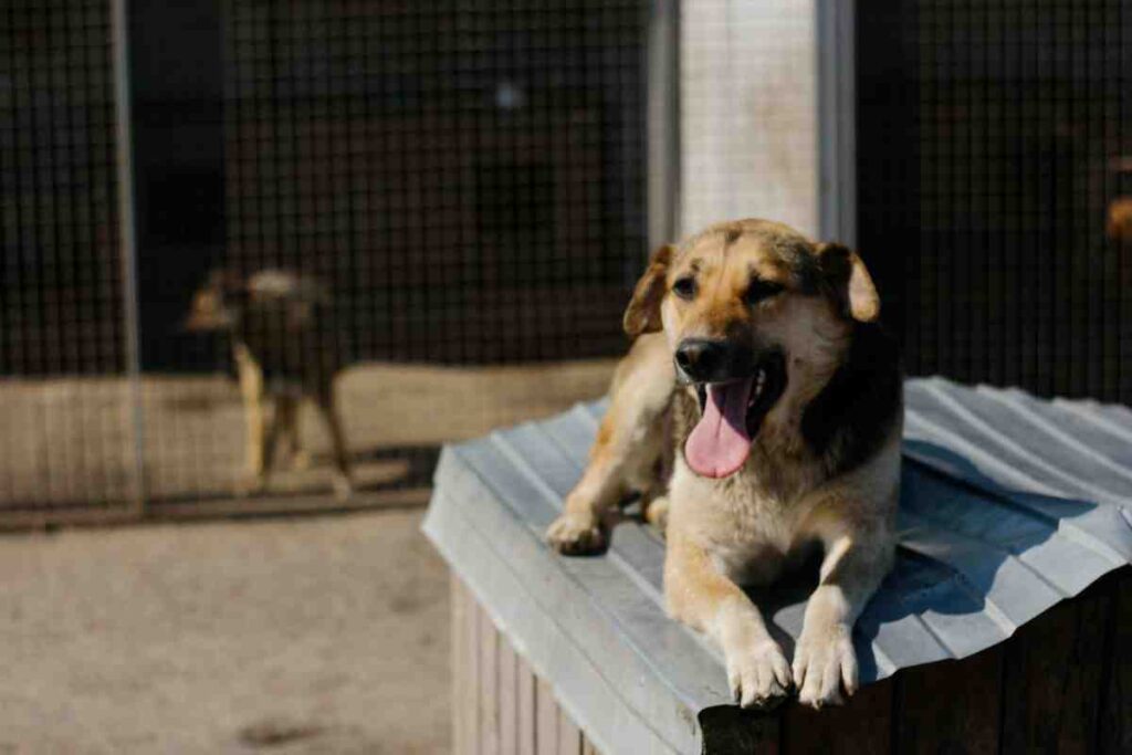 Dog resting near a wire mesh enclosure — choosing the best dog fence for senior dogs matters more in shared yards
