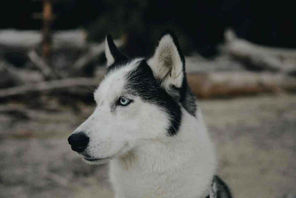 Adult Husky with blue eyes standing outdoors – Best Dog Fence for Huskies