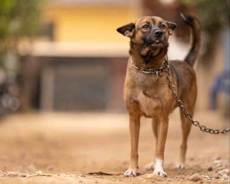 Dog Leash Laws by State – Dog Standing on Chain Leash Outdoors