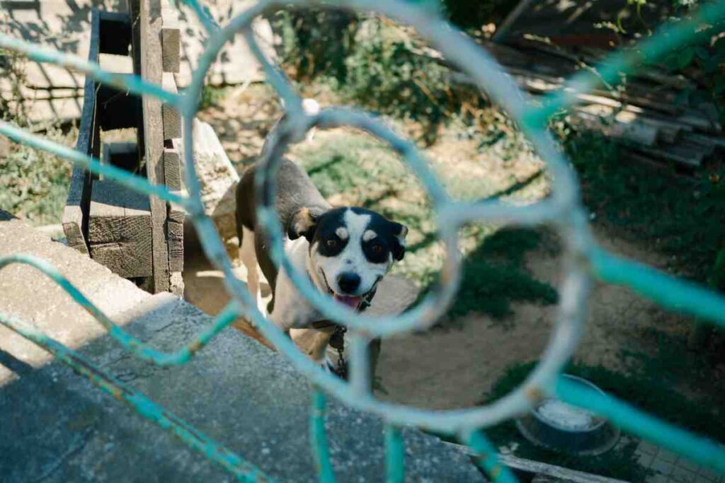 In-Ground Dog Fence Cost — small dog looking through a chain link fence in a backyard