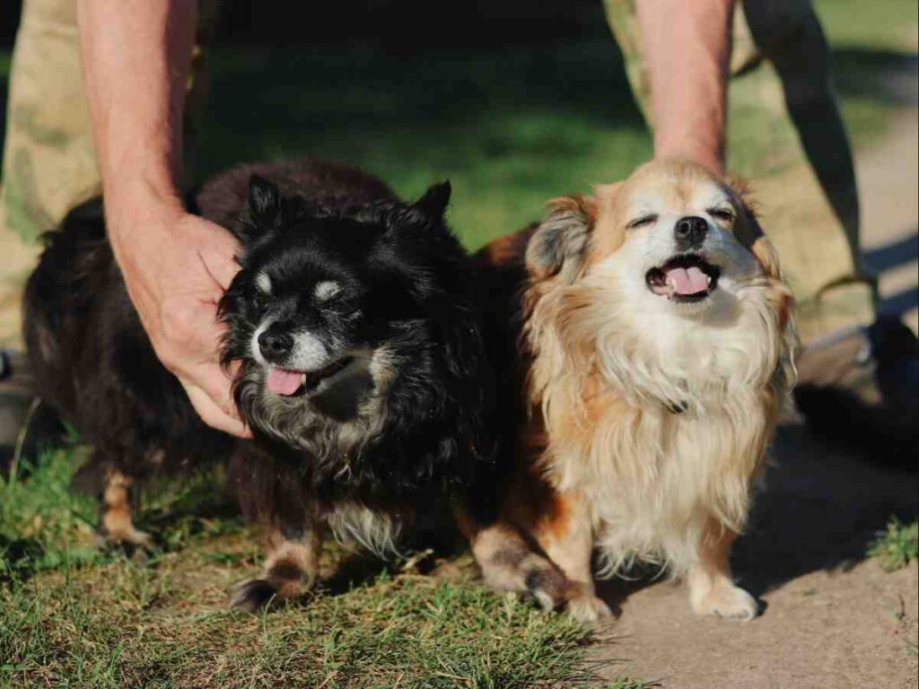 Two small dogs enjoying time outdoors with owner – Best Dog Fence for Small Breeds