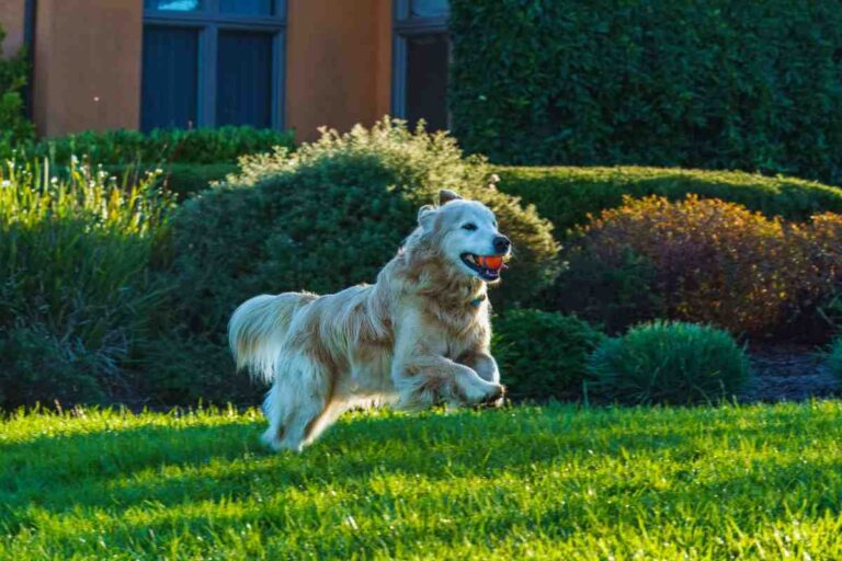 Golden retriever running with a ball on a green lawn, showing why invisible fence cost vs physical fence matters