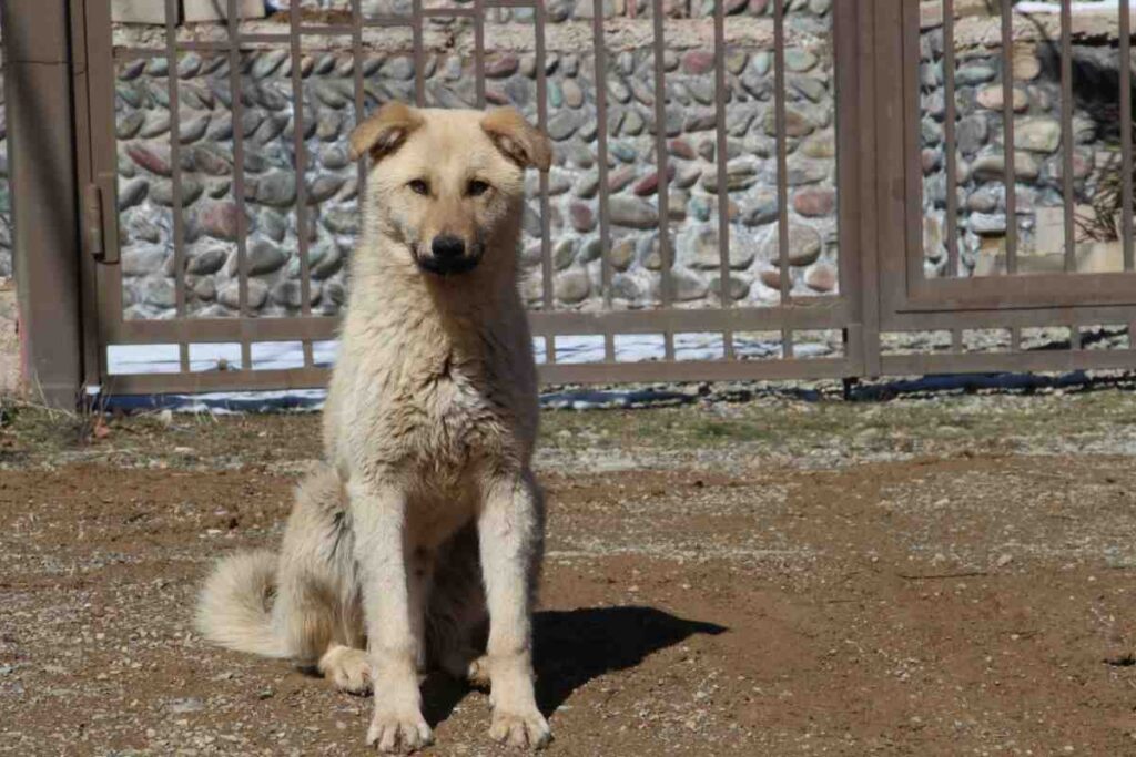 In-Ground Dog Fence Cost — light-colored dog sitting in front of a stone wall and metal gate