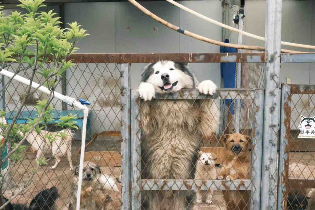In-Ground Dog Fence Cost — Husky climbing a wire mesh fence at a dog shelter