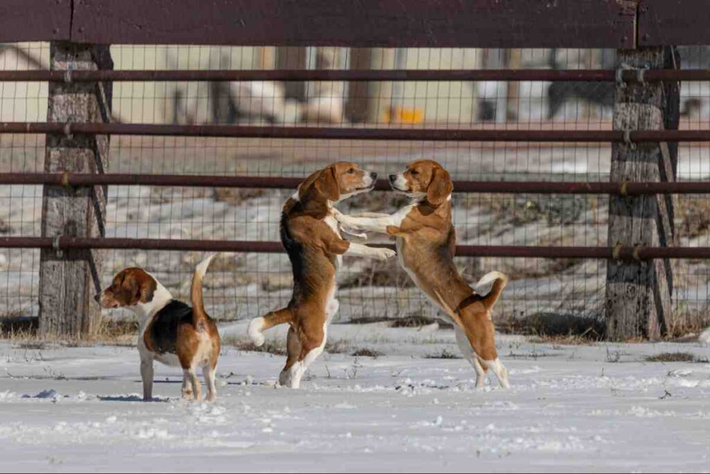 Dog Breeds That Can Jump Fences — three Beagles playing near a wire and wood fence in the snow