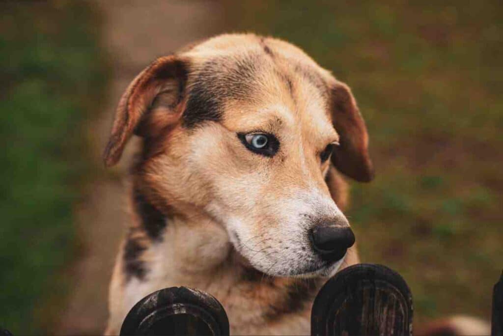 Dog with a blue eye resting its paws on a wooden fence, a reminder of the best dog fence for deaf blind dogs