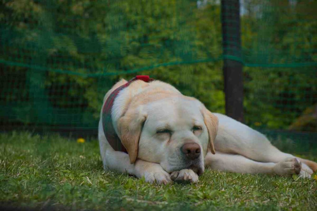 Labrador resting safely within a portable wireless dog fence boundary near the tree line
