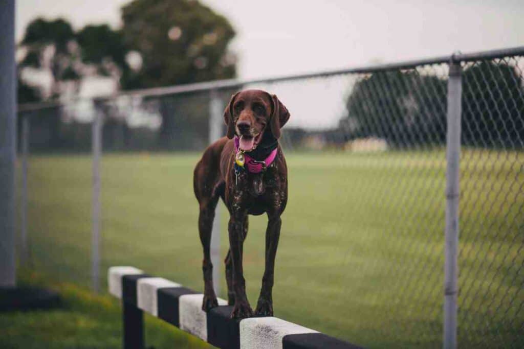 Is invisible fence safe for dogs? Brown dog with a pink collar standing on a beam in front of a chain-link fence
