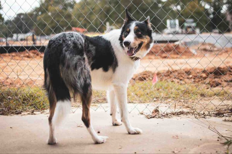 Dog Fence Height Guide – black and white dog standing behind a chain-link fence
