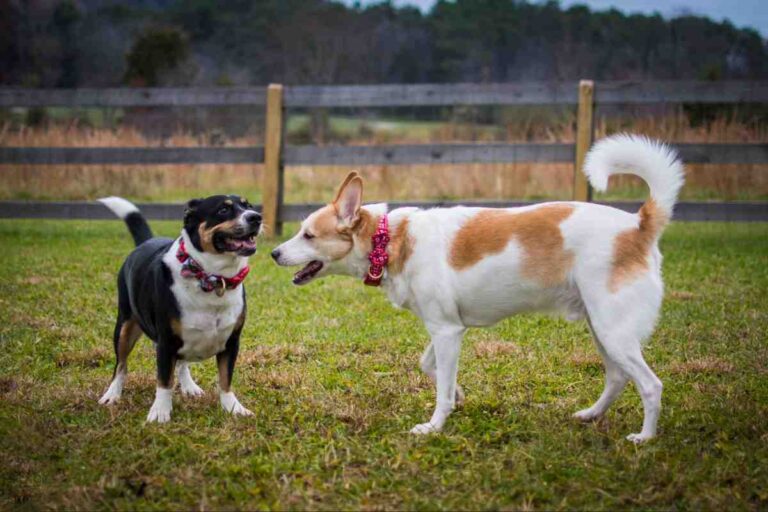 Two dogs playing safely in open yard with a wireless dog fence for multiple dogs