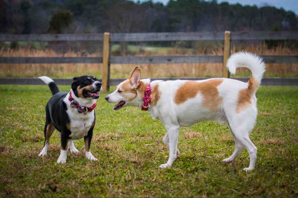 Two dogs playing safely in open yard with a wireless dog fence for multiple dogs