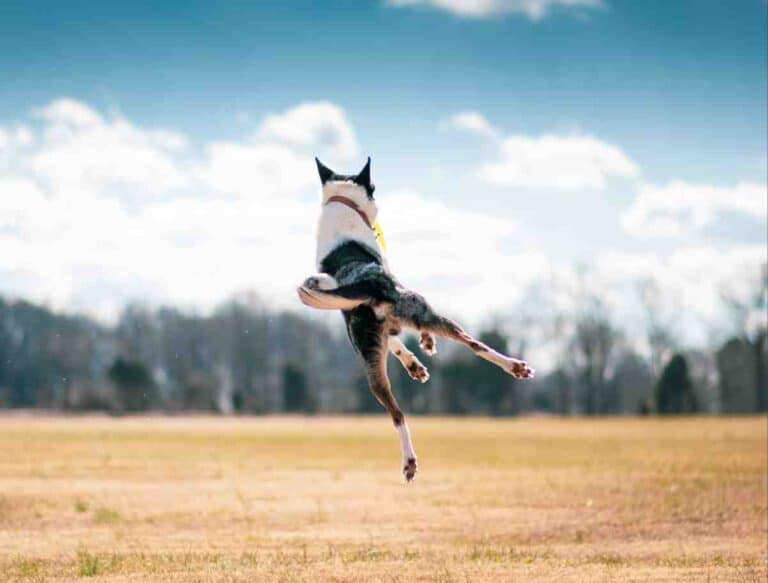 Black and white dog leaping mid-air, showing the kind of explosive jump a 6 foot fence needs to be built to stop