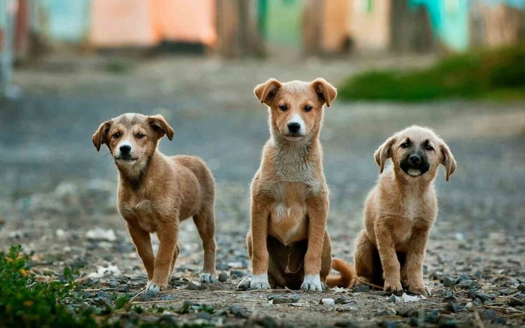 Three puppies sitting outdoors on a gravel path, illustrating a wireless dog fence for multiple dogs.
