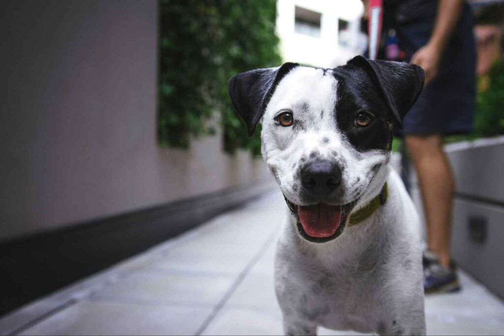 A happy black-and-white dog wearing a green collar, illustrating a wireless dog fence for multiple dogs.