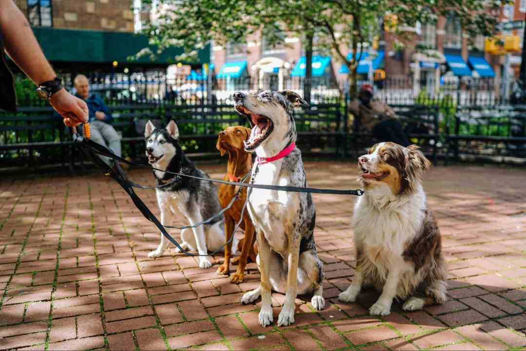 Four dogs sitting together in a city park, illustrating a wireless dog fence for multiple dogs.