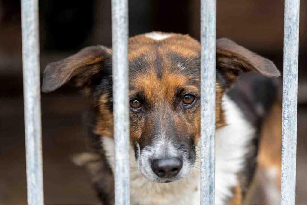 Hidden costs invisible dog fence: sad-looking dog gazing through metal fence bars at the camera