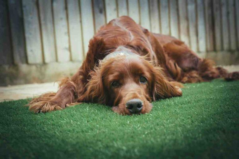 Hidden costs invisible dog fence: Irish Setter resting on a green lawn in front of a wooden backyard fence