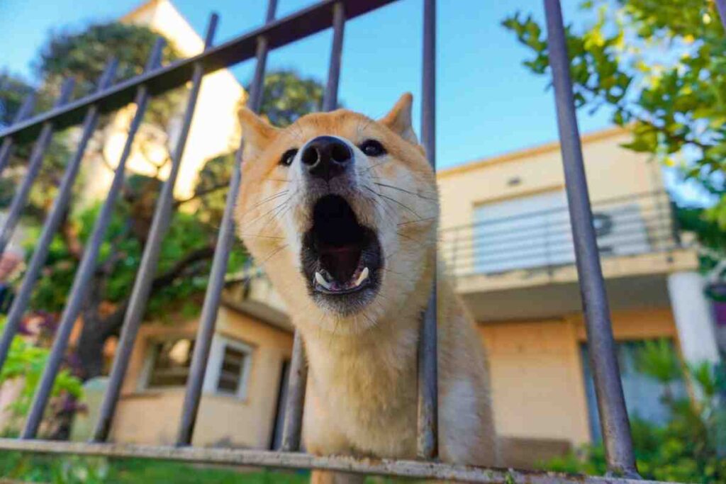 Hidden costs invisible dog fence: Shiba Inu barking through metal fence railings in front of a house