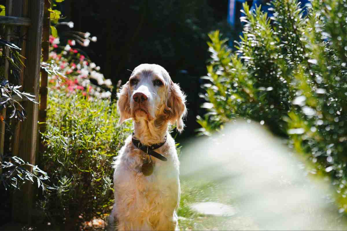 Invisible Dog Fence Cost: 2026 Price Guide