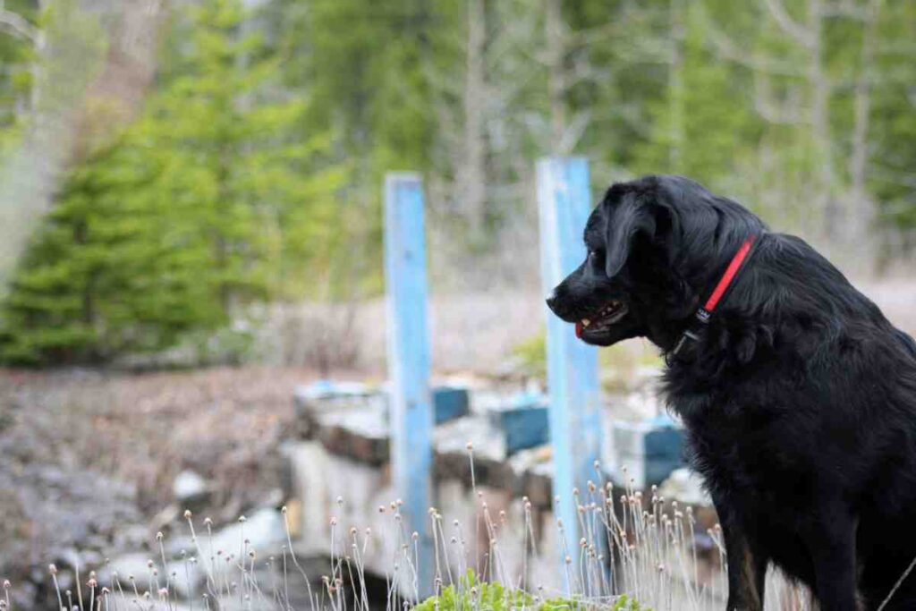 Black dog in a red collar near blue wooden posts, showing why GPS dog fence cost matters for yard safety