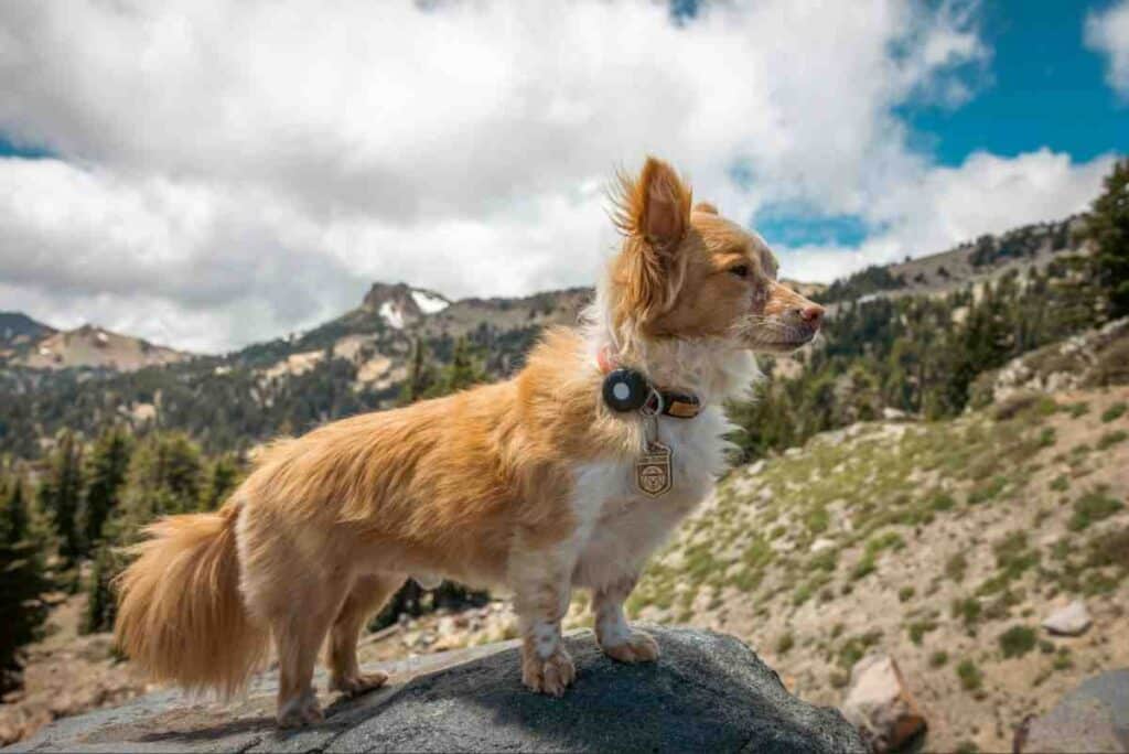 Small fluffy dog with a collar tracker standing on a mountain rock, a reminder to weigh GPS dog fence cost
