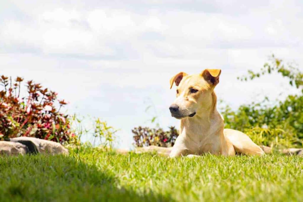 Invisible Dog Fence Cost: 2026 Price Guide